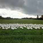 Zum Bienenstock شقة *