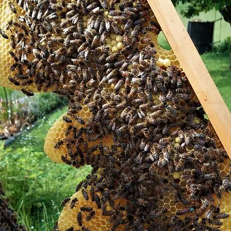 Zum Bienenstock Apartamento Mörlenbach