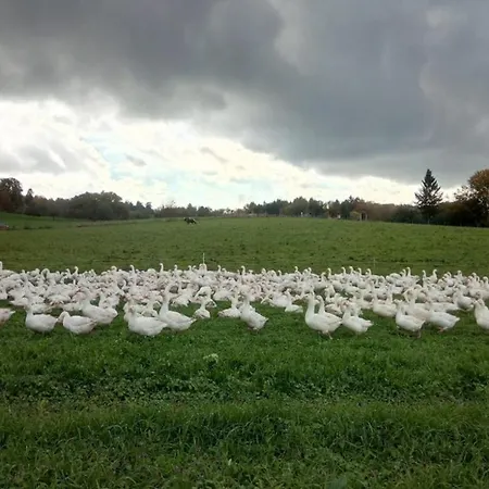 Zum Bienenstock Apartamento *
