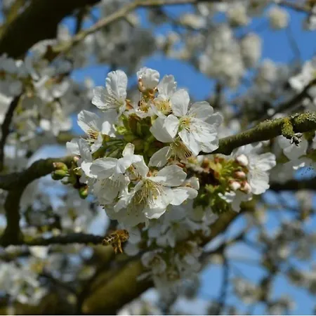 Apartamento Zum Bienenstock