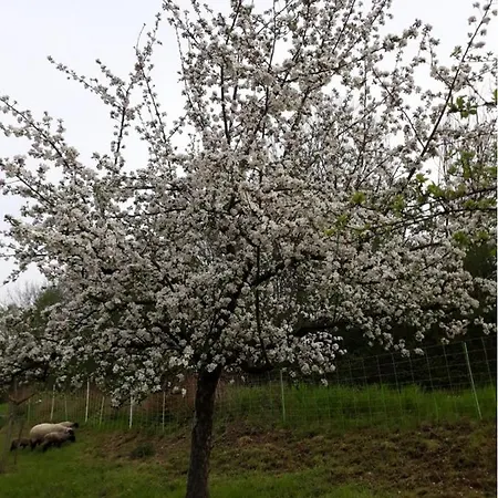 Zum Bienenstock شقة *