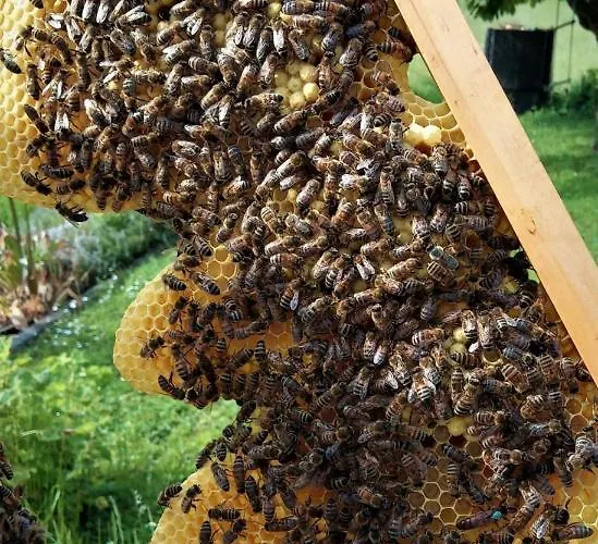 Zum Bienenstock Διαμέρισμα Mörlenbach