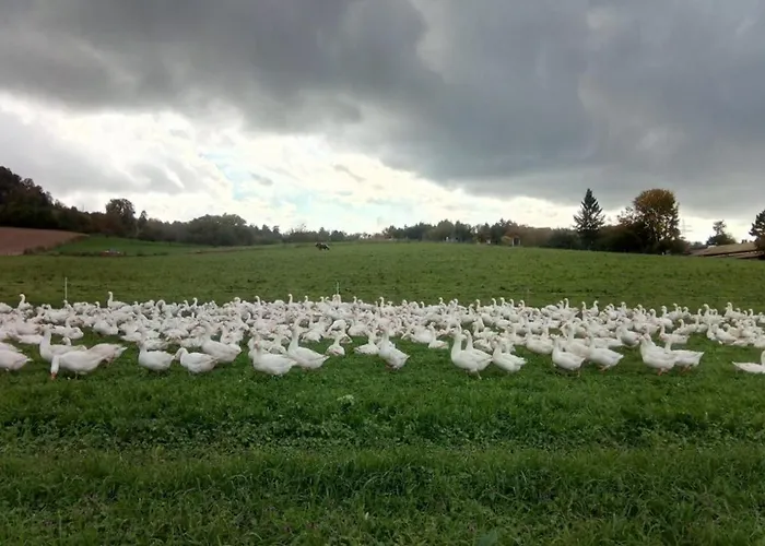 Zum Bienenstock Daire *