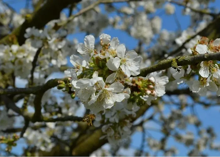 Daire Zum Bienenstock