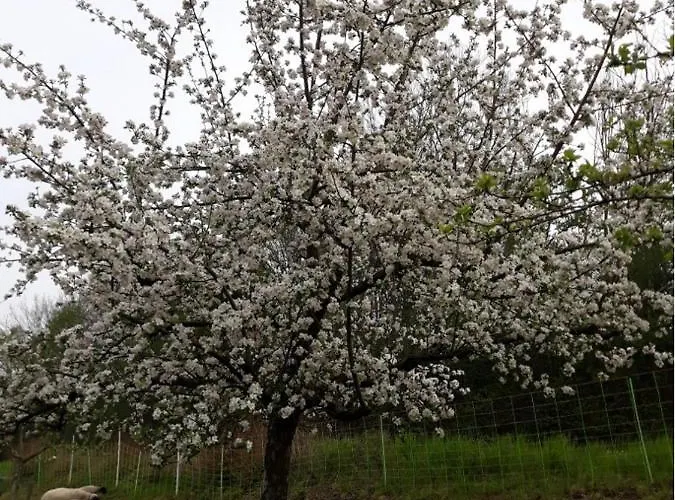 Zum Bienenstock Διαμέρισμα *